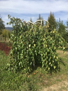 береза повислая betula pendula