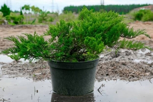 Можжевельник казацкий Taмарисцифолия