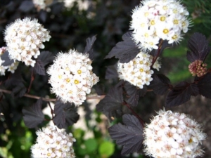 Physocarpus opulifolius red baron