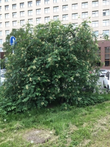 Рябина обыкновенная Пендула