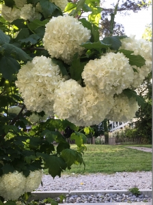 Калина обыкновенная Розеум (Бульденеж)