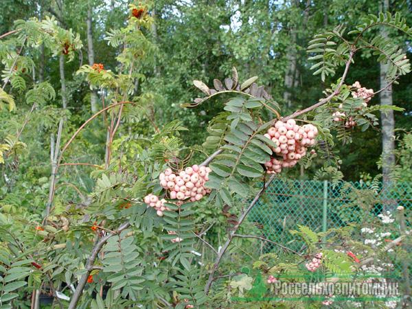 Рябина обыкновенная Пинк Веил (Sorbus aucuparia Pink Veil)